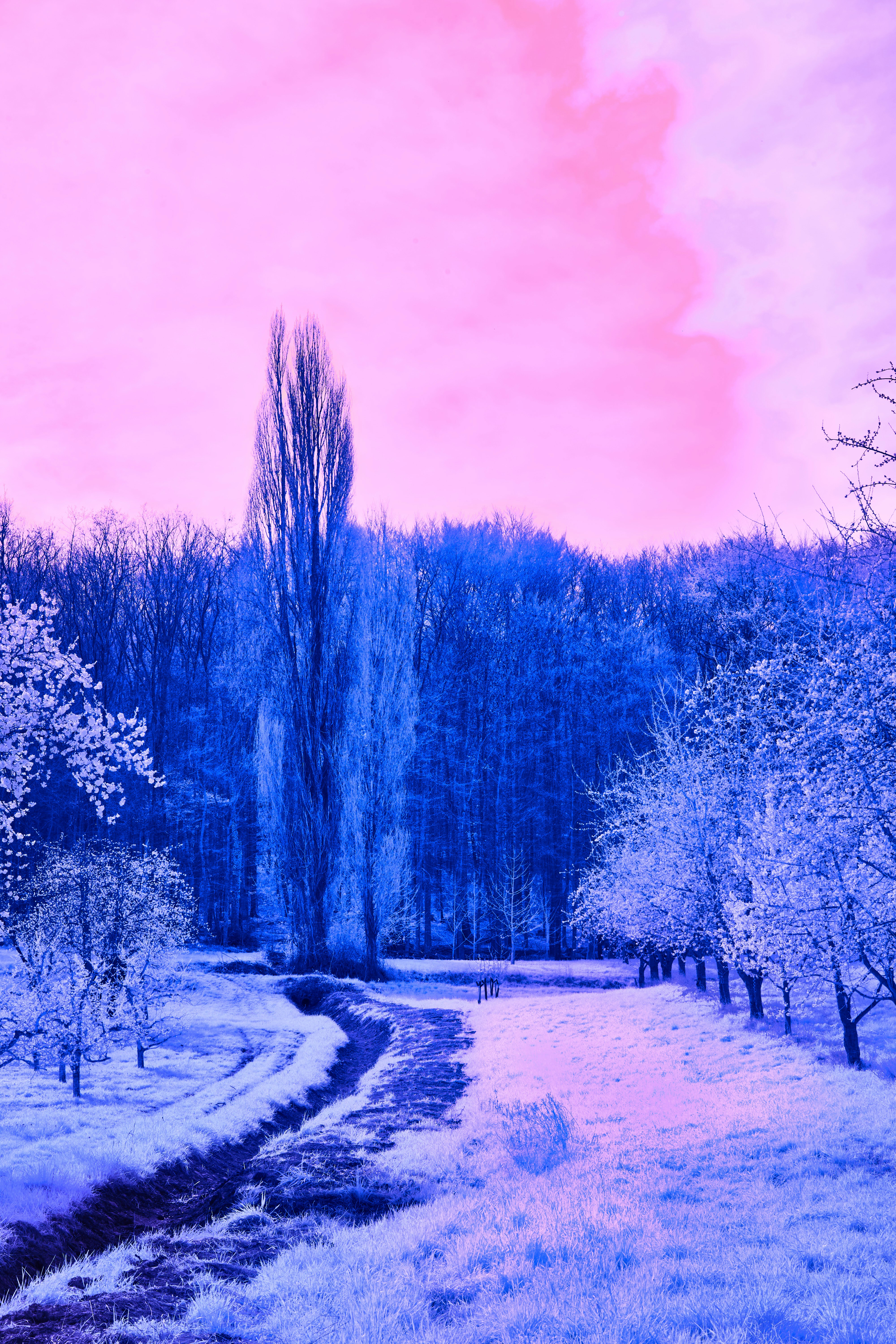 Photo by wolfgang_hasselmann