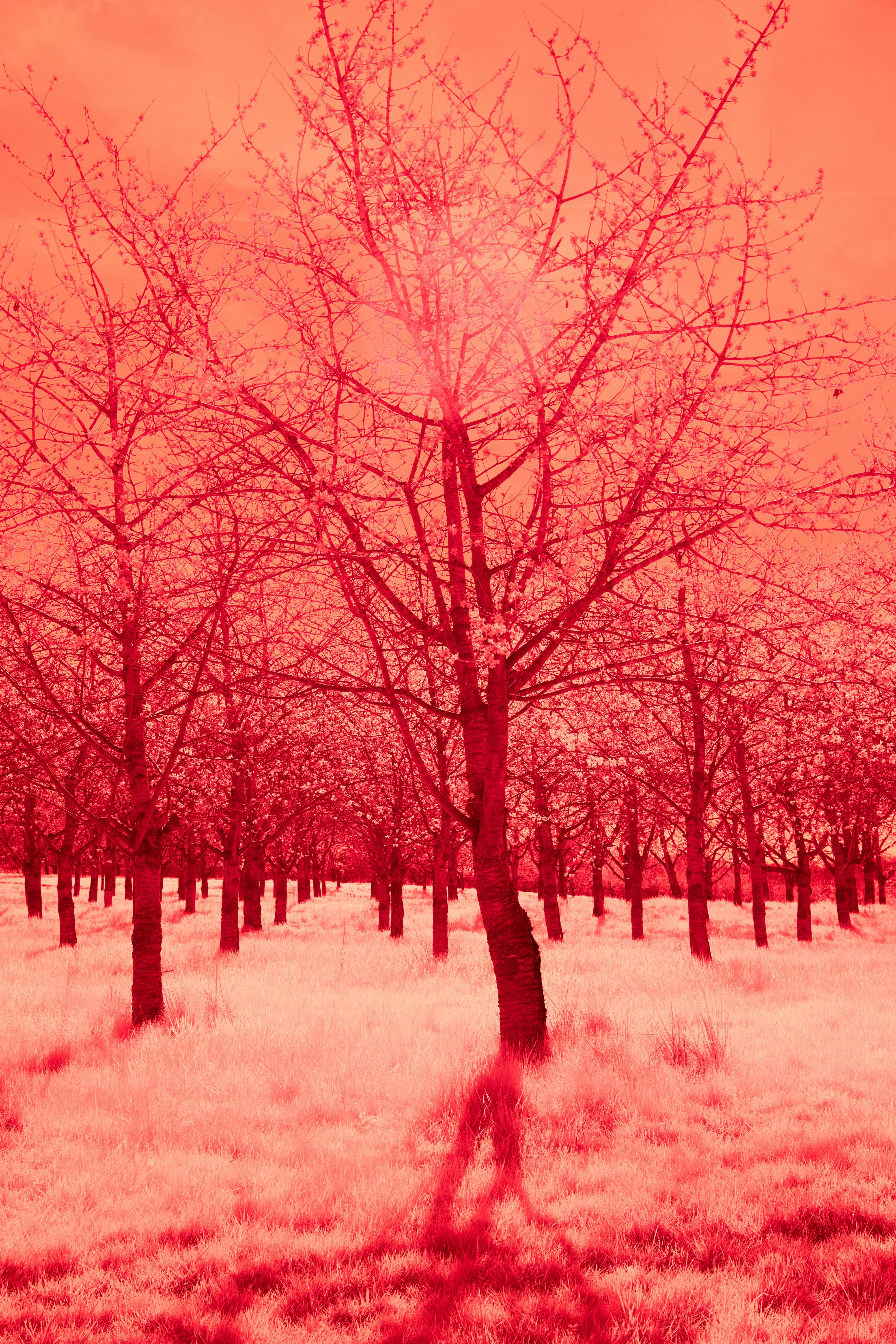 Photo by wolfgang_hasselmann