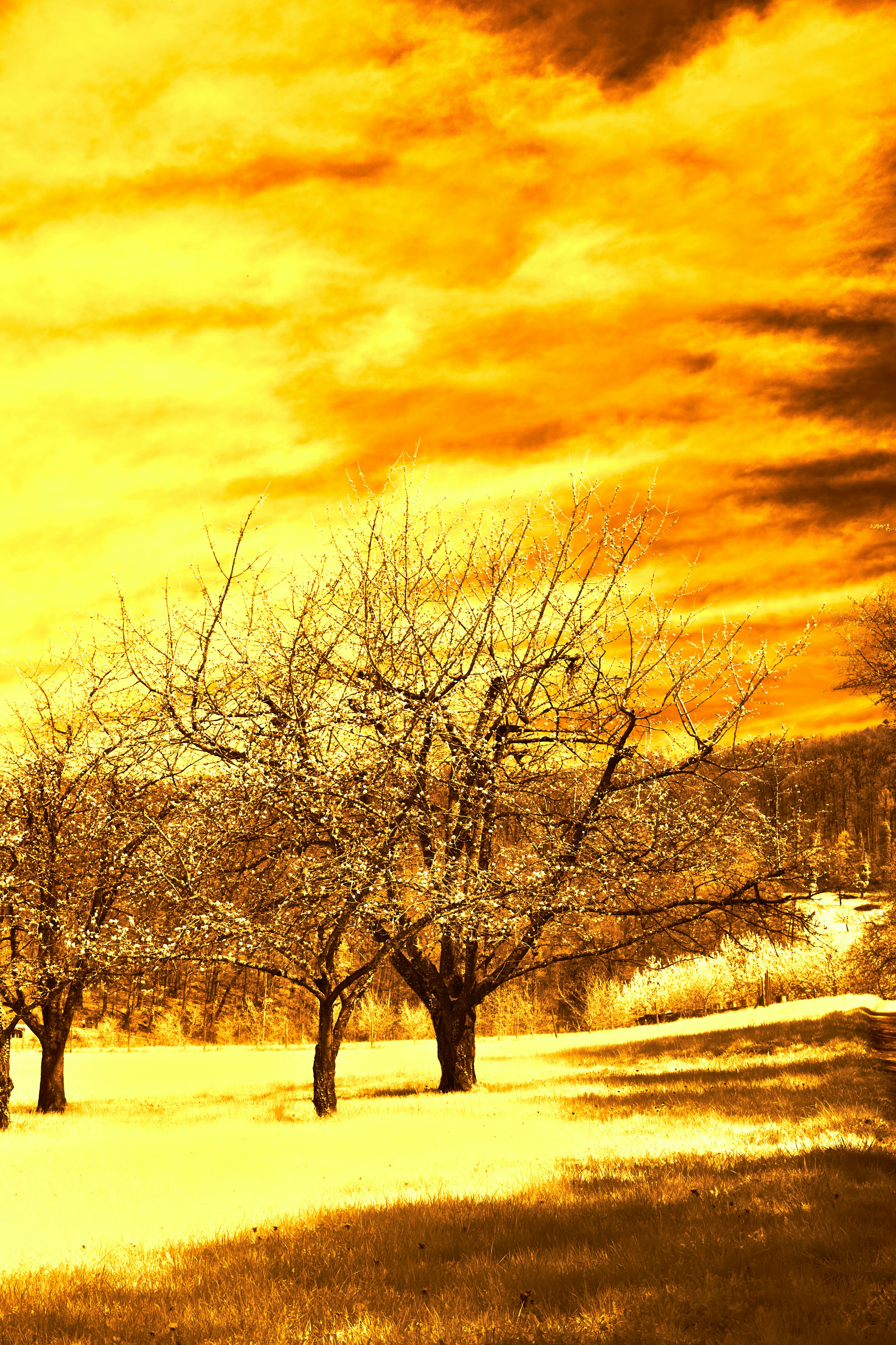 Photo by wolfgang_hasselmann