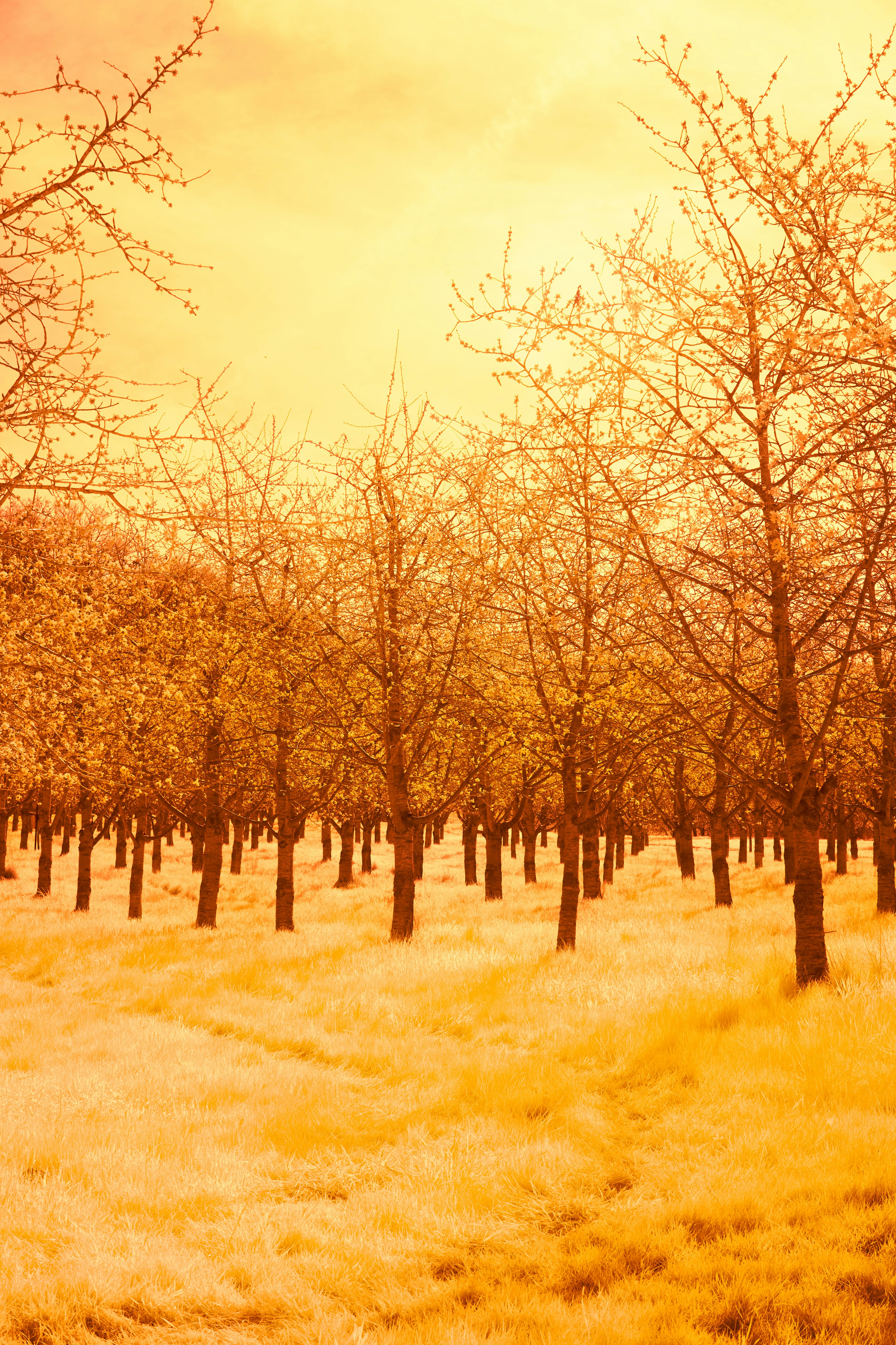 Photo by wolfgang_hasselmann