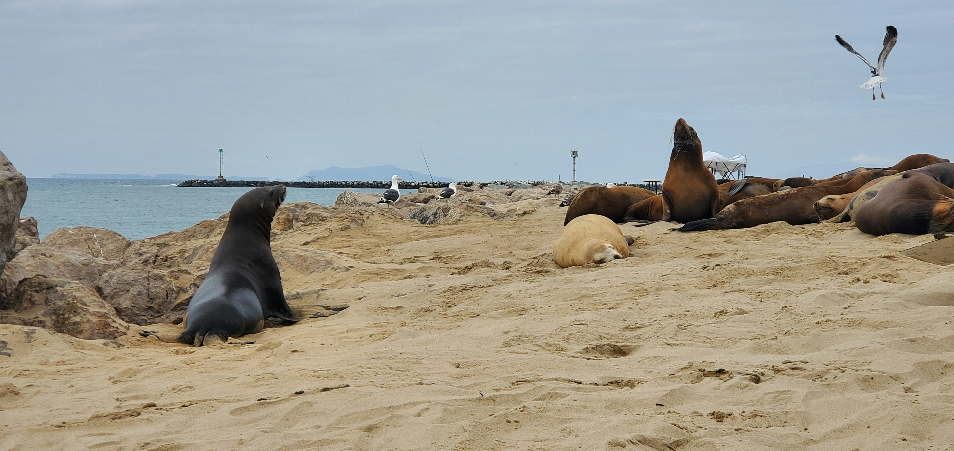 a group of sea lions laying on top of a sandy beach, Here is a photo of some sea lions in Southern California. Note the Blonde one. Which is probably a female and are rare to see in this area