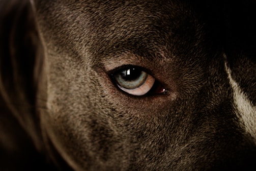 Close-up of a Dutch Shepherd’s intense eyes, reflecting focus and calm.