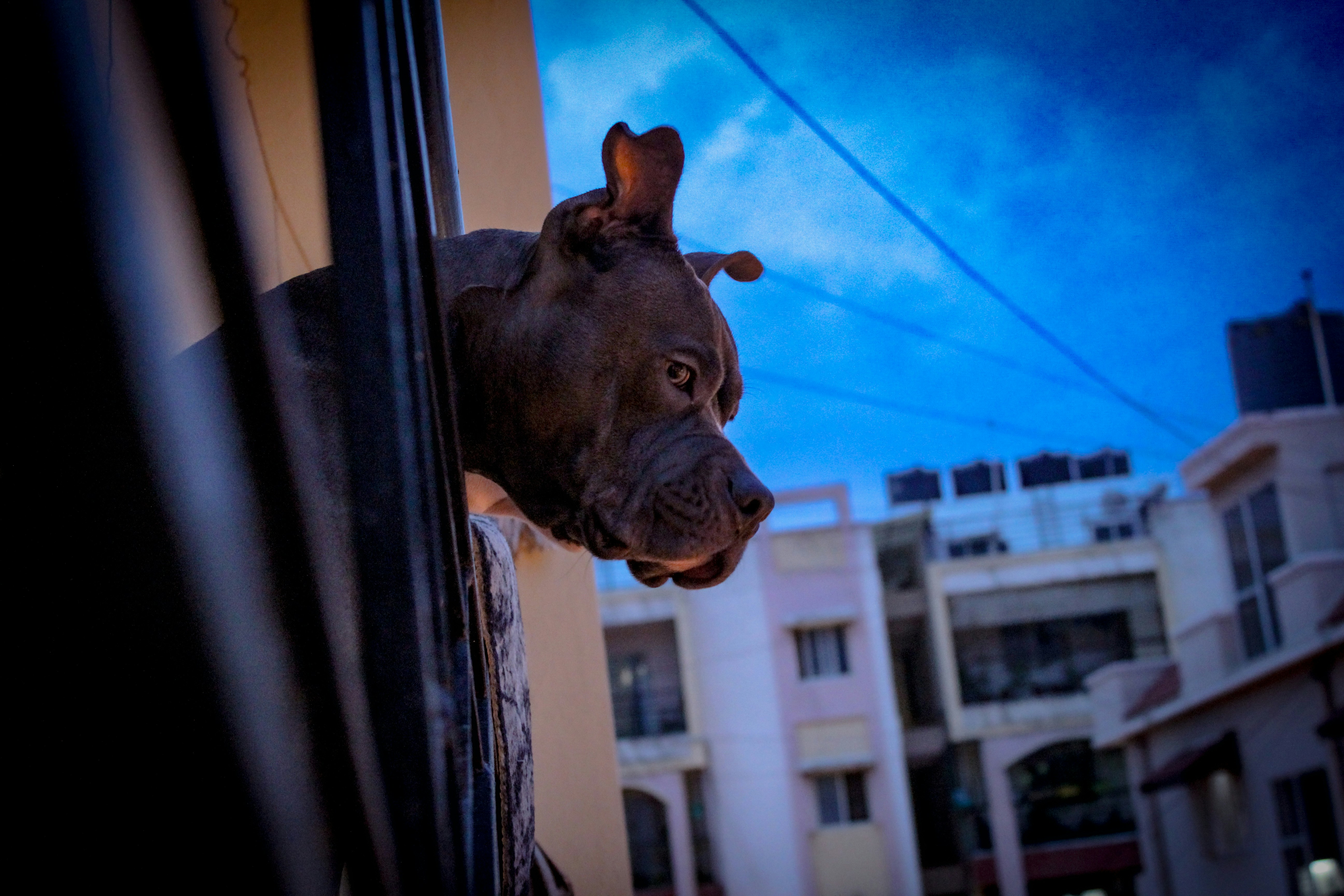 a dog sticking its head out of a window