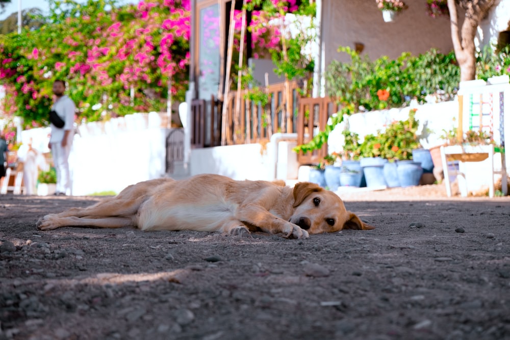家の前の地面に横たわる犬