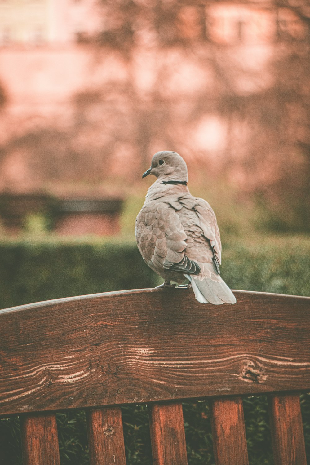 a bird sitting on top of a wooden bench