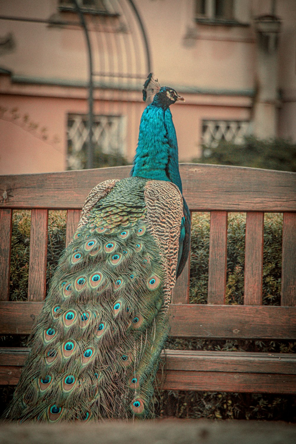 a peacock sitting on a wooden bench in front of a building