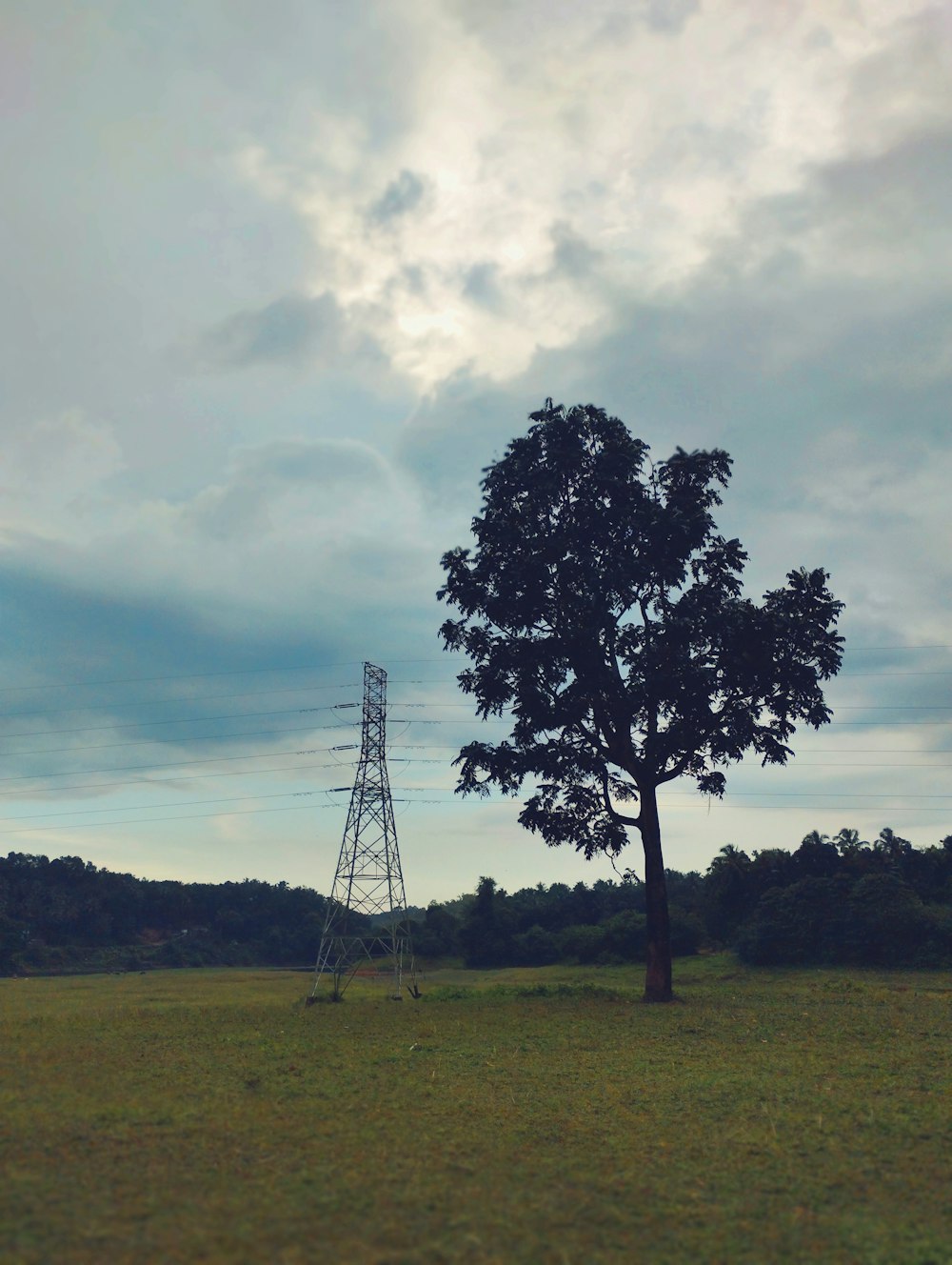 a lone tree in a field with power lines in the background