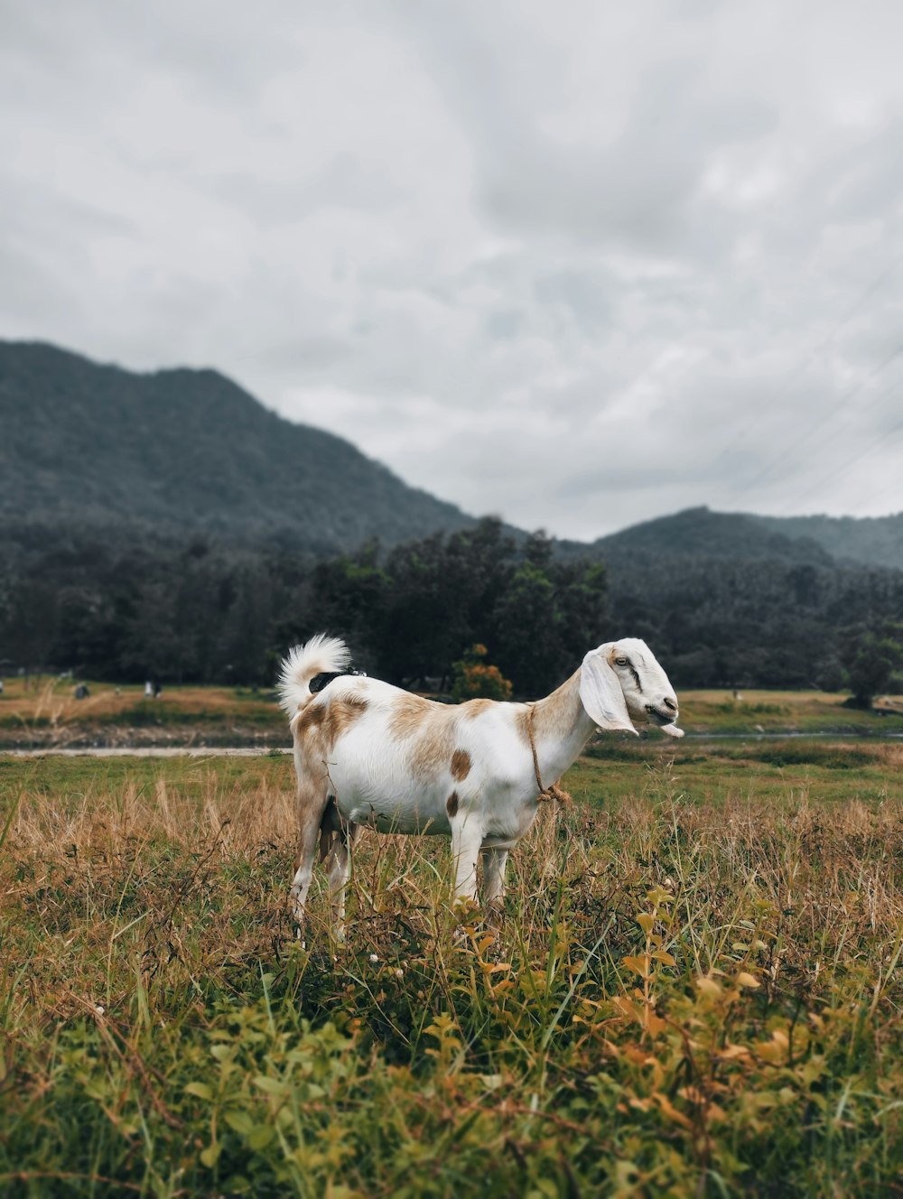 a brown and white goat standing on top of a lush green field
