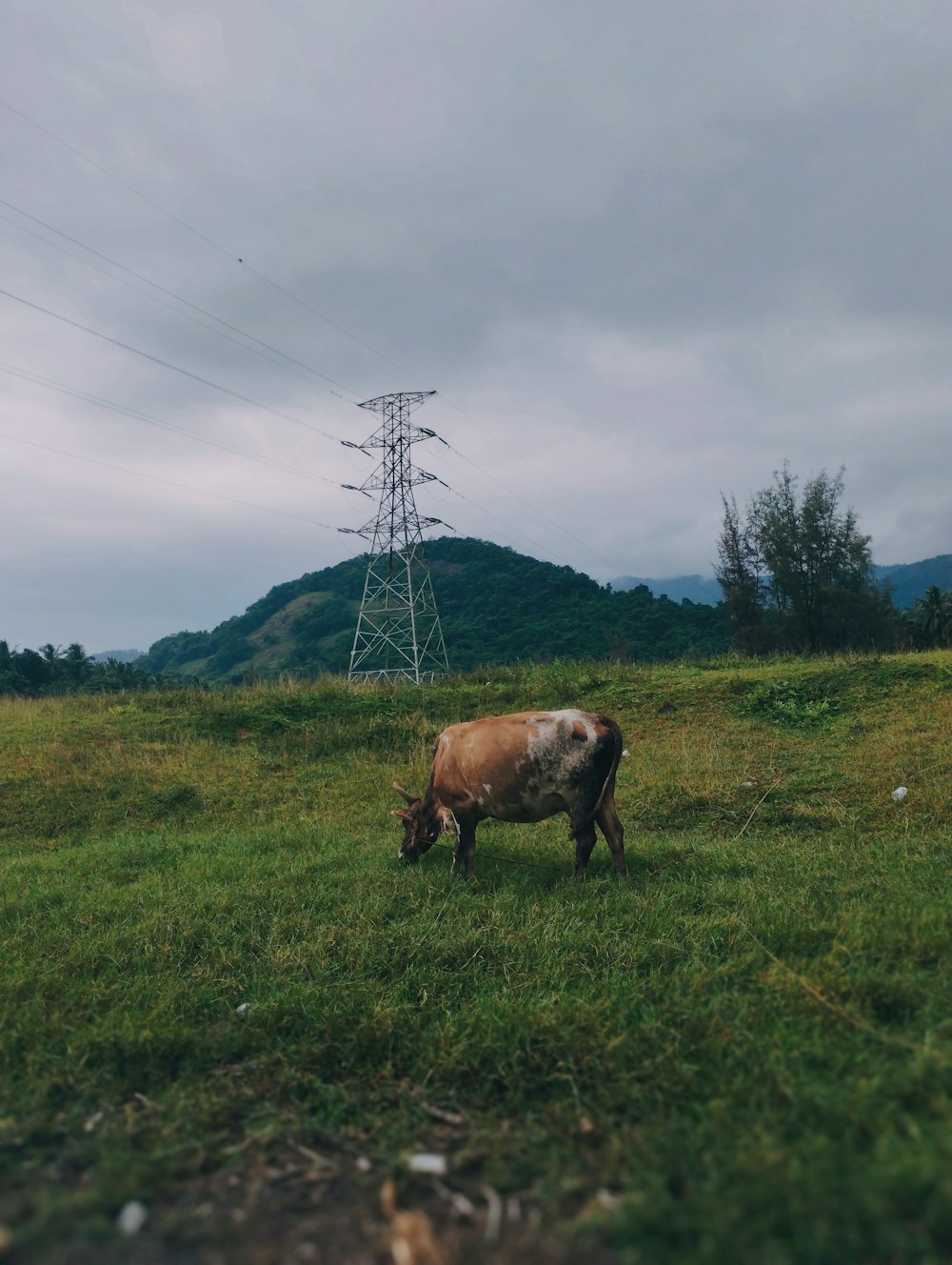 a cow grazing in a field with power lines in the background