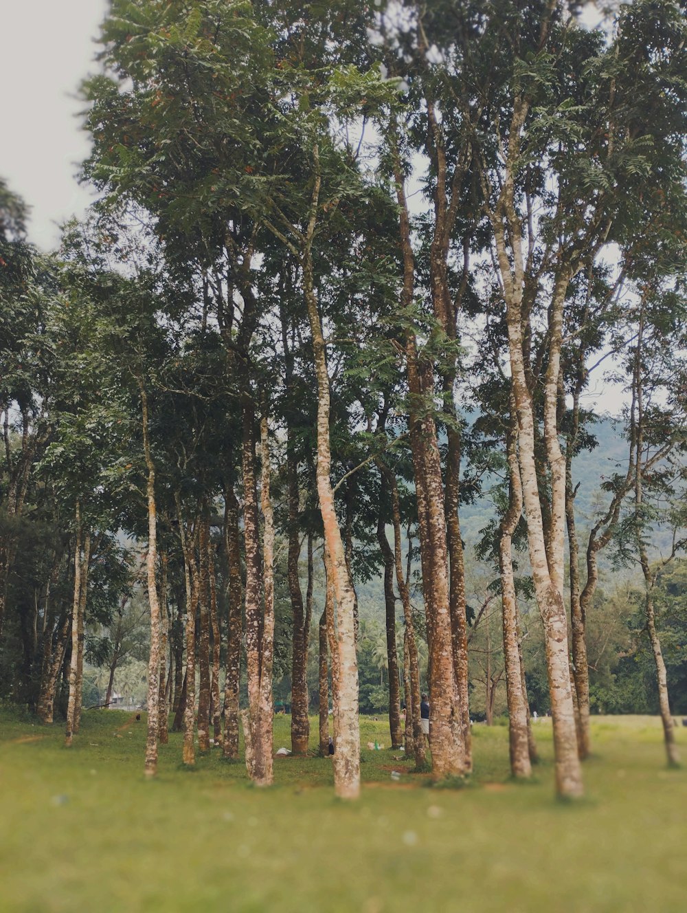 a group of trees that are standing in the grass