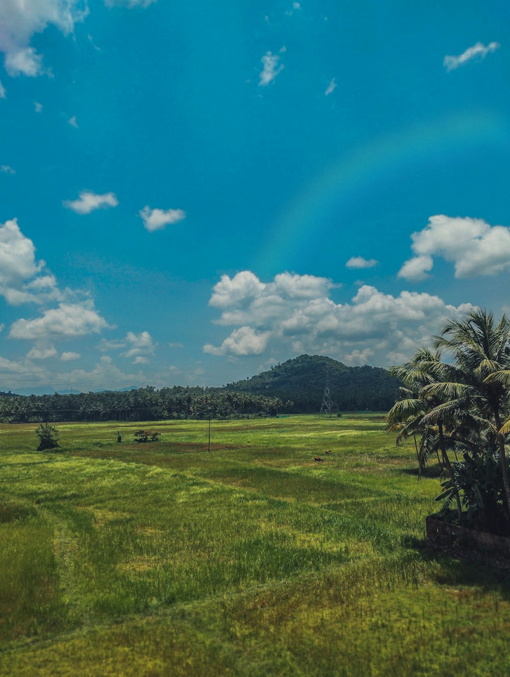 a rainbow in the sky over a lush green field
