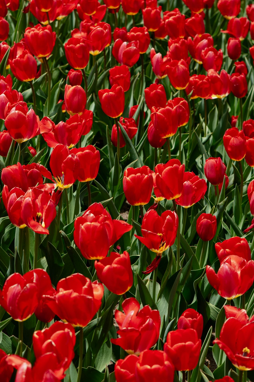 a field of red tulips with yellow tips
