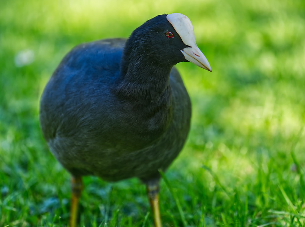 a black bird with a white beak standing in the grass
