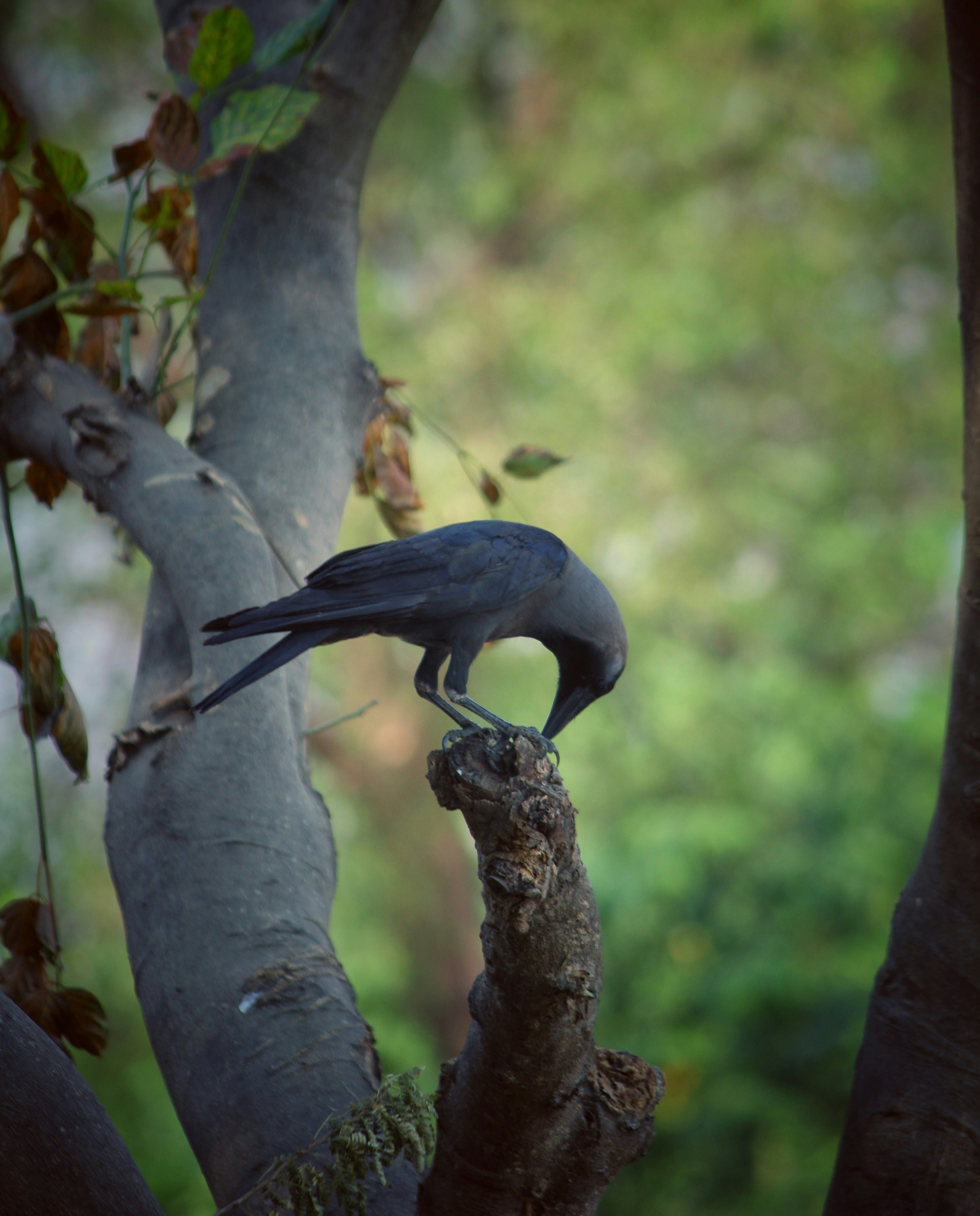 Photo by anosh12