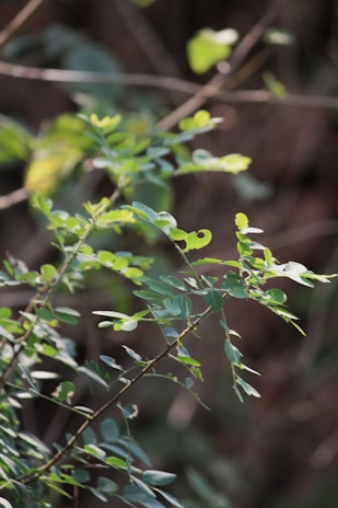 Close-up of delicate green leaves bathed in soft morning light.