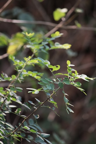 A close-up of delicate leaves with soft sunlight.