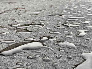 A sparkling driveway after a thorough pressure wash, with water droplets glistening.