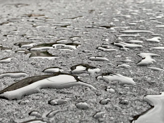 Close-up of a spotless driveway after pressure cleaning, with water droplets glistening on the surface.