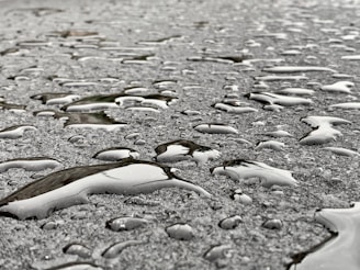 Close-up of water droplets on a clean driveway surface, showcasing the long-lasting finish from steamleywash.