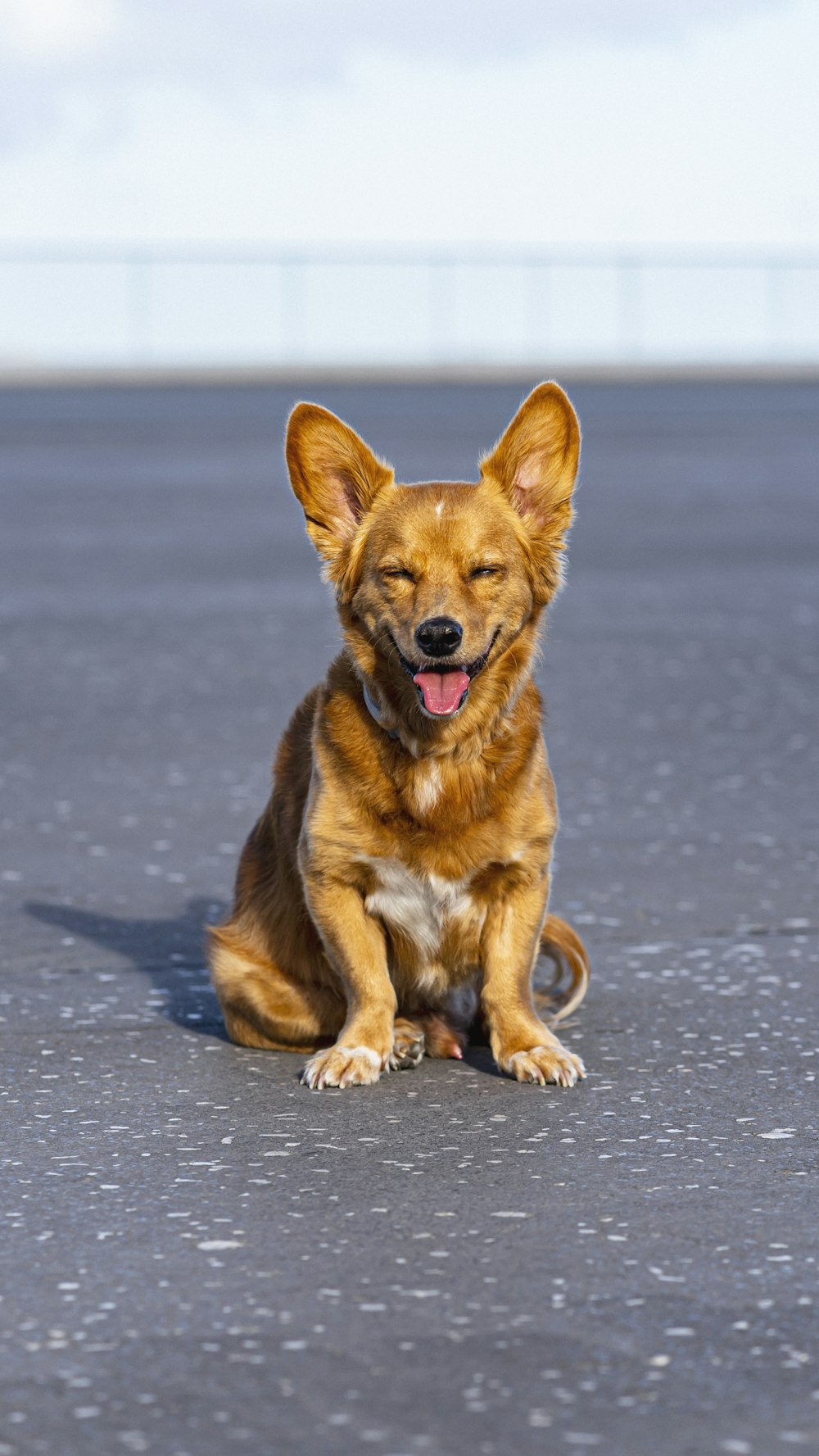 a brown dog sitting on top of a cement road