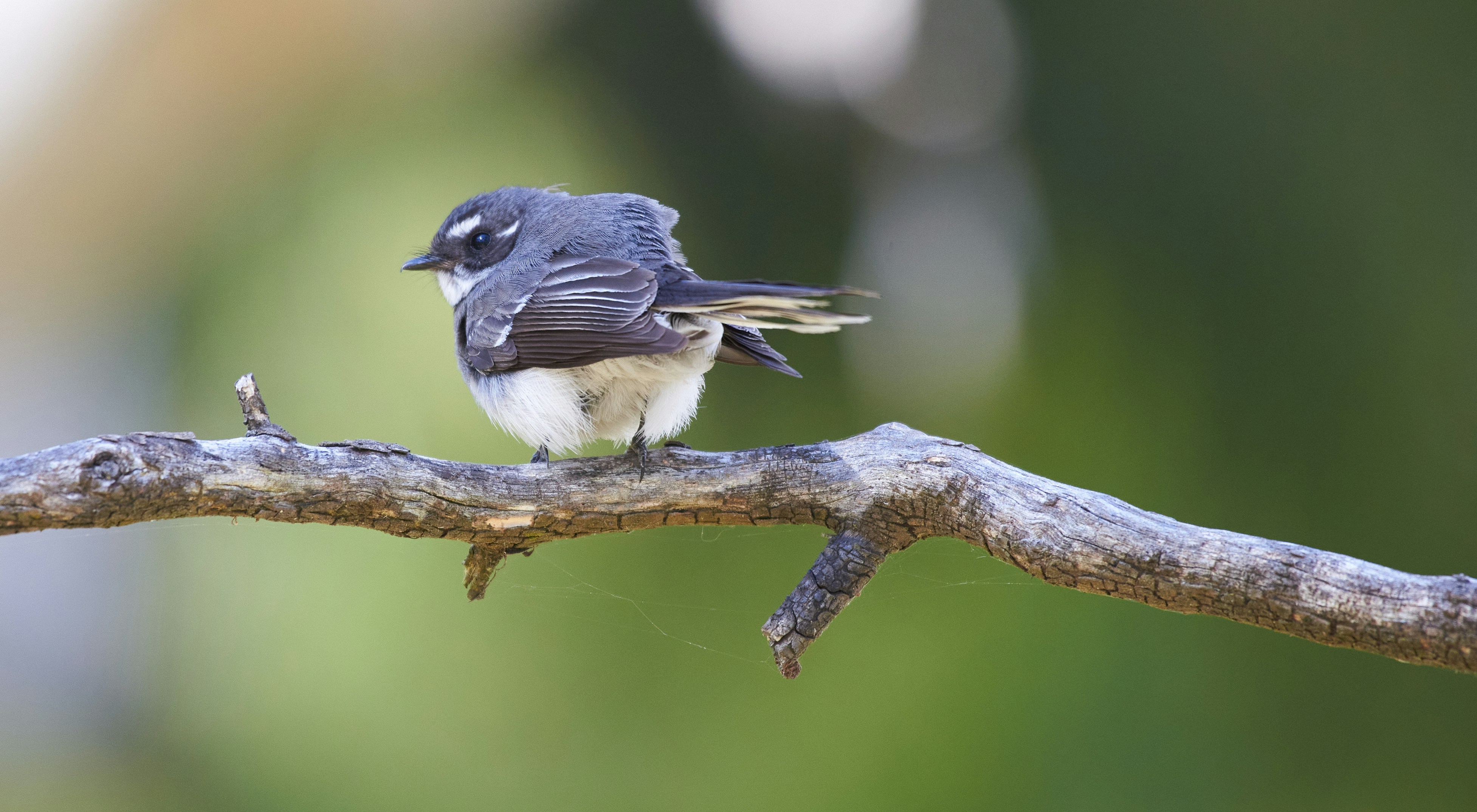 鳥と木の枝 s-20160101183724290824.jpg
