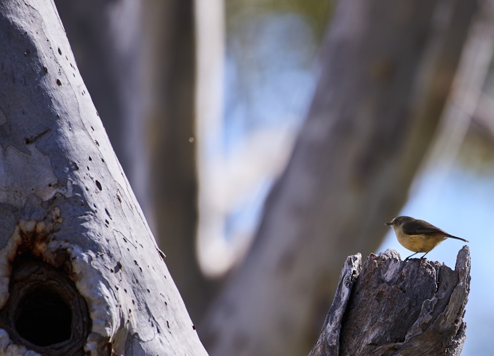 a small bird perched on top of a tree stump