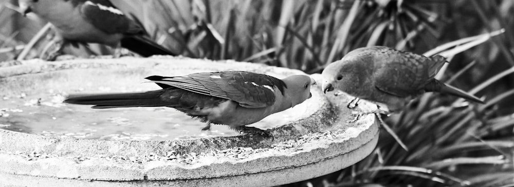 a couple of birds standing on top of a bird bath