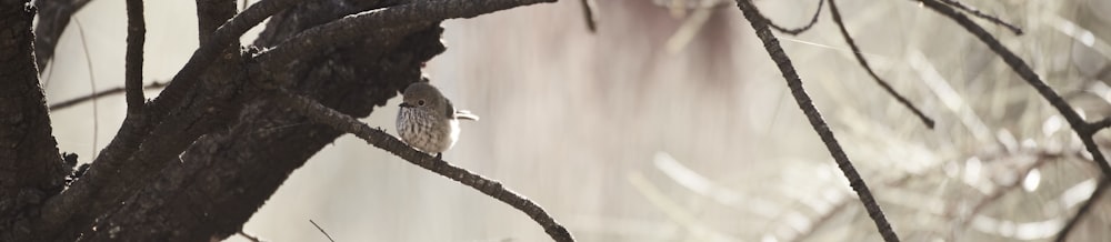 a bird is perched on a tree branch