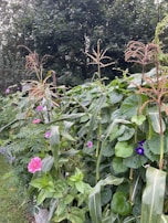 A colorful mix of native fruit trees thriving alongside corn and beans.