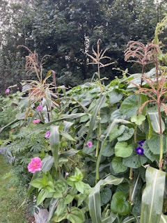 A lush garden filled with various seed crops ready for harvest.