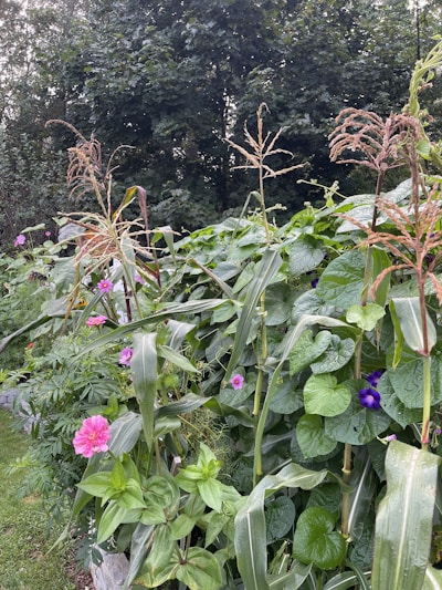 A lush garden filled with various seed crops ready for harvest.