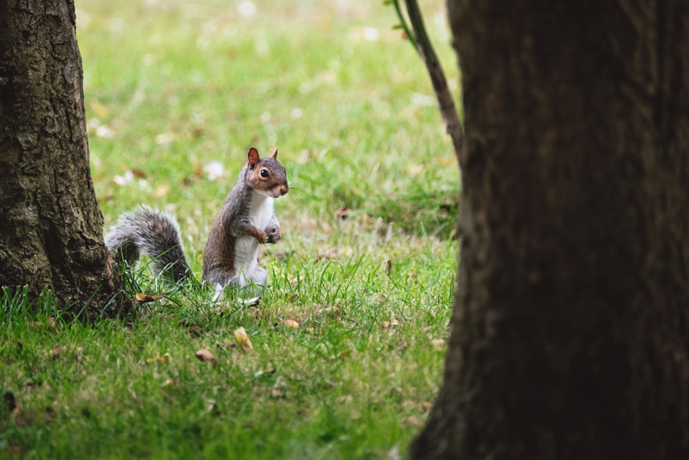 a squirrel standing next to a tree in the grass