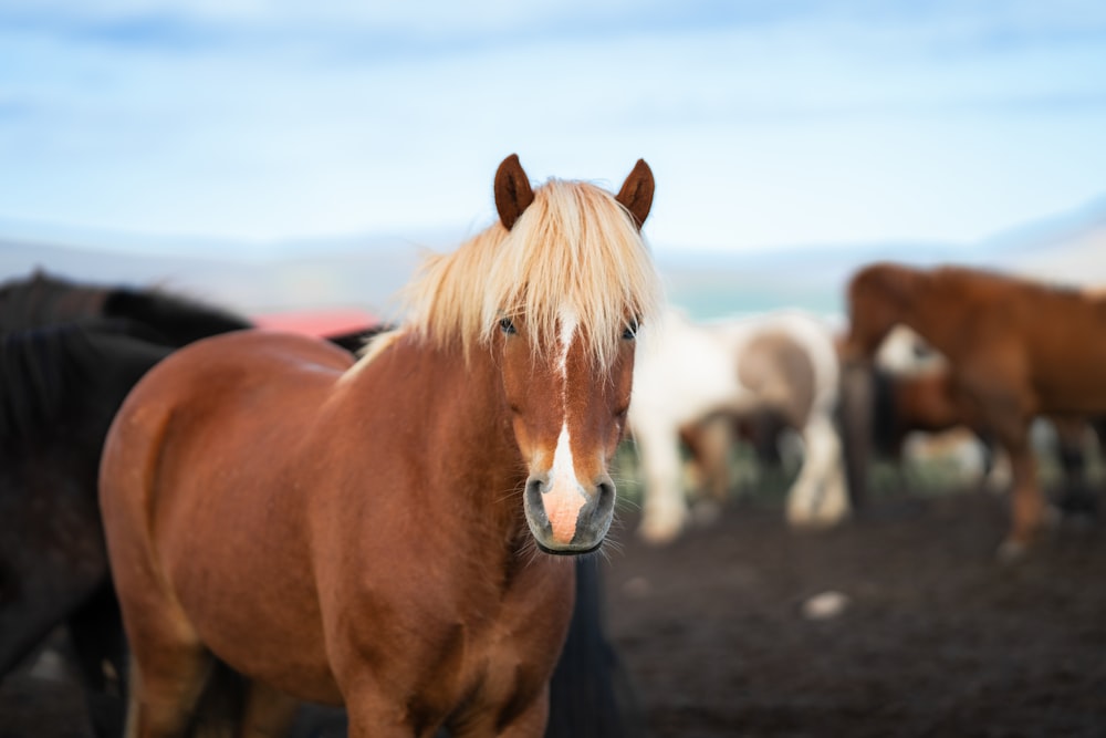 a brown horse with blonde hair standing in front of other horses