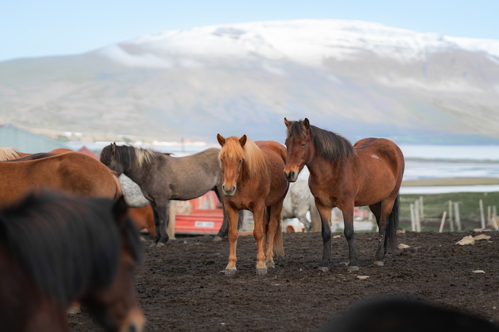 a group of horses standing in a dirt field