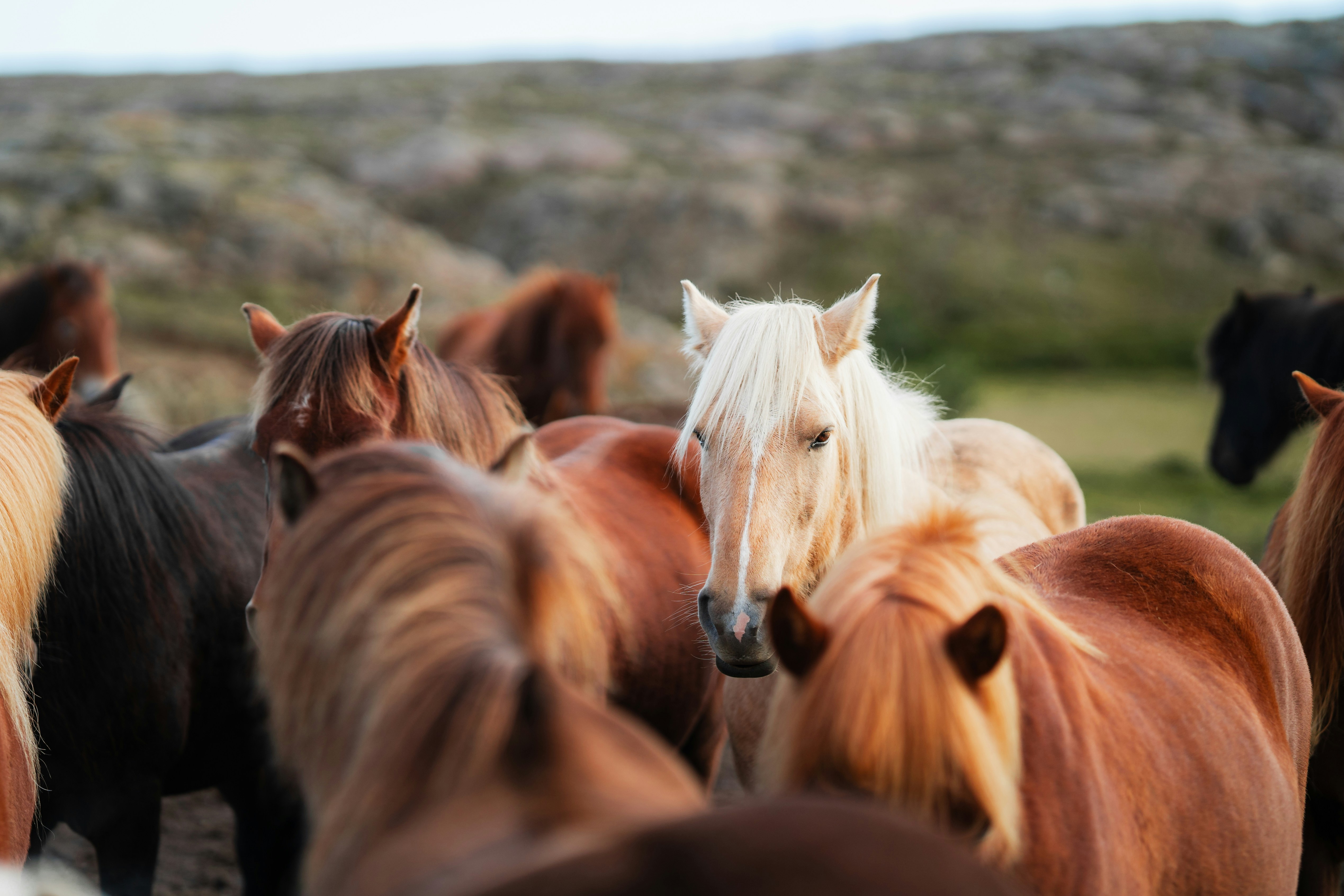 a herd of horses standing on top of a lush green field, 