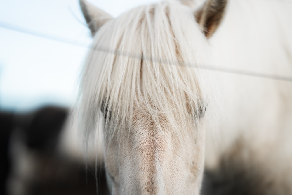 a white horse standing next to a wire fence