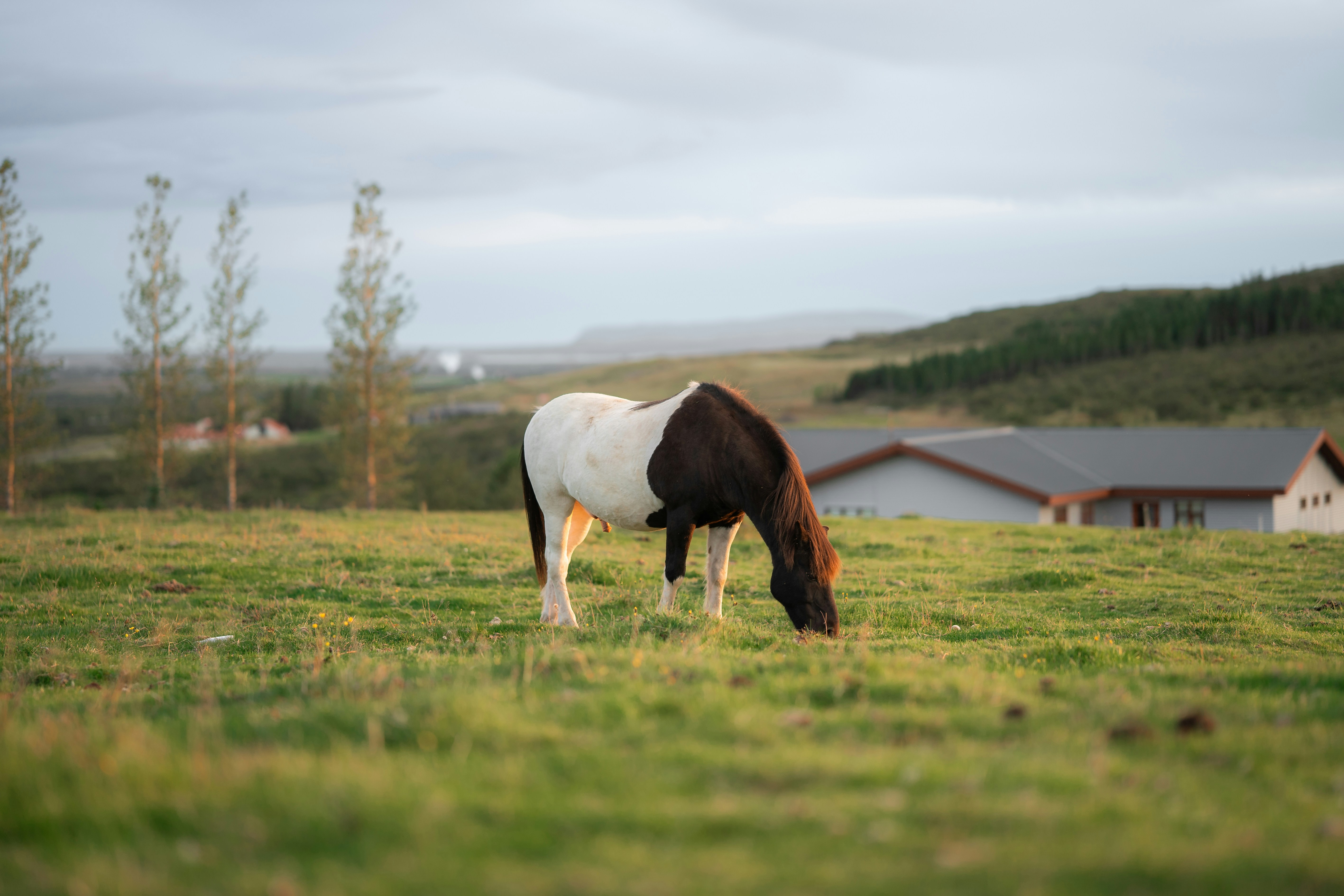 a brown and white horse grazing in a field, 