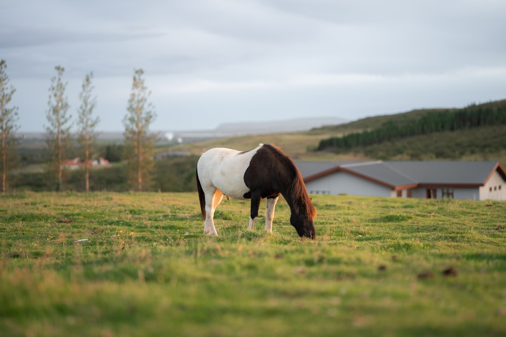 a brown and white horse grazing in a field
