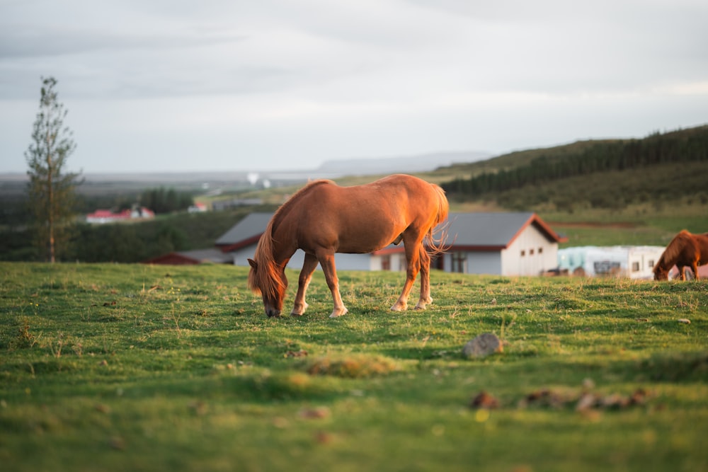 a brown horse grazing on a lush green field