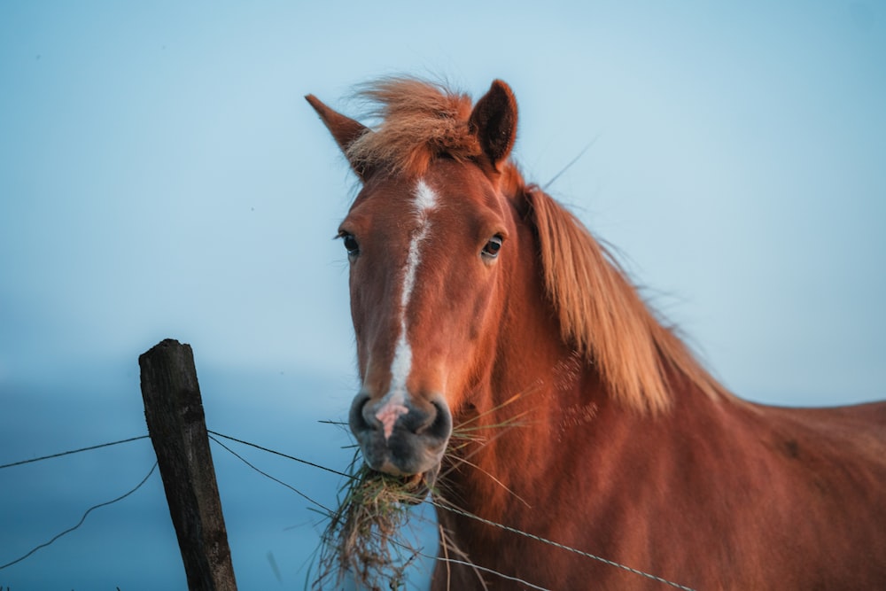 a brown horse standing next to a wooden fence