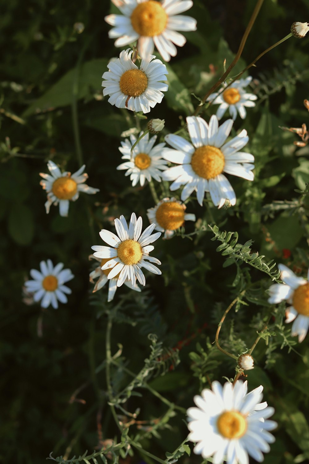 a bunch of daisies that are growing in a field