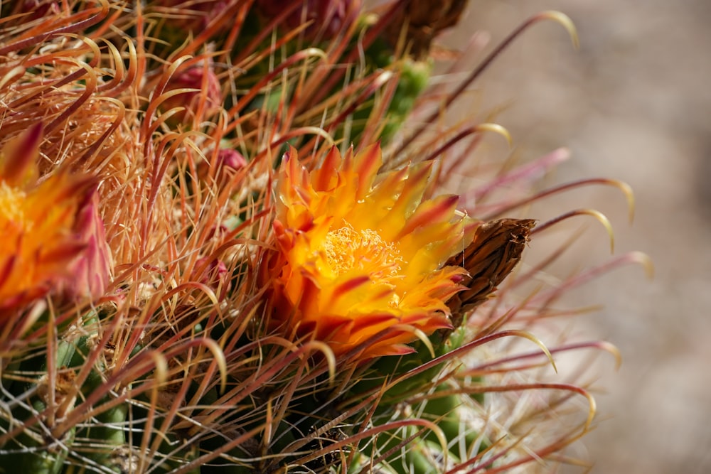 a close up of a flower on a cactus