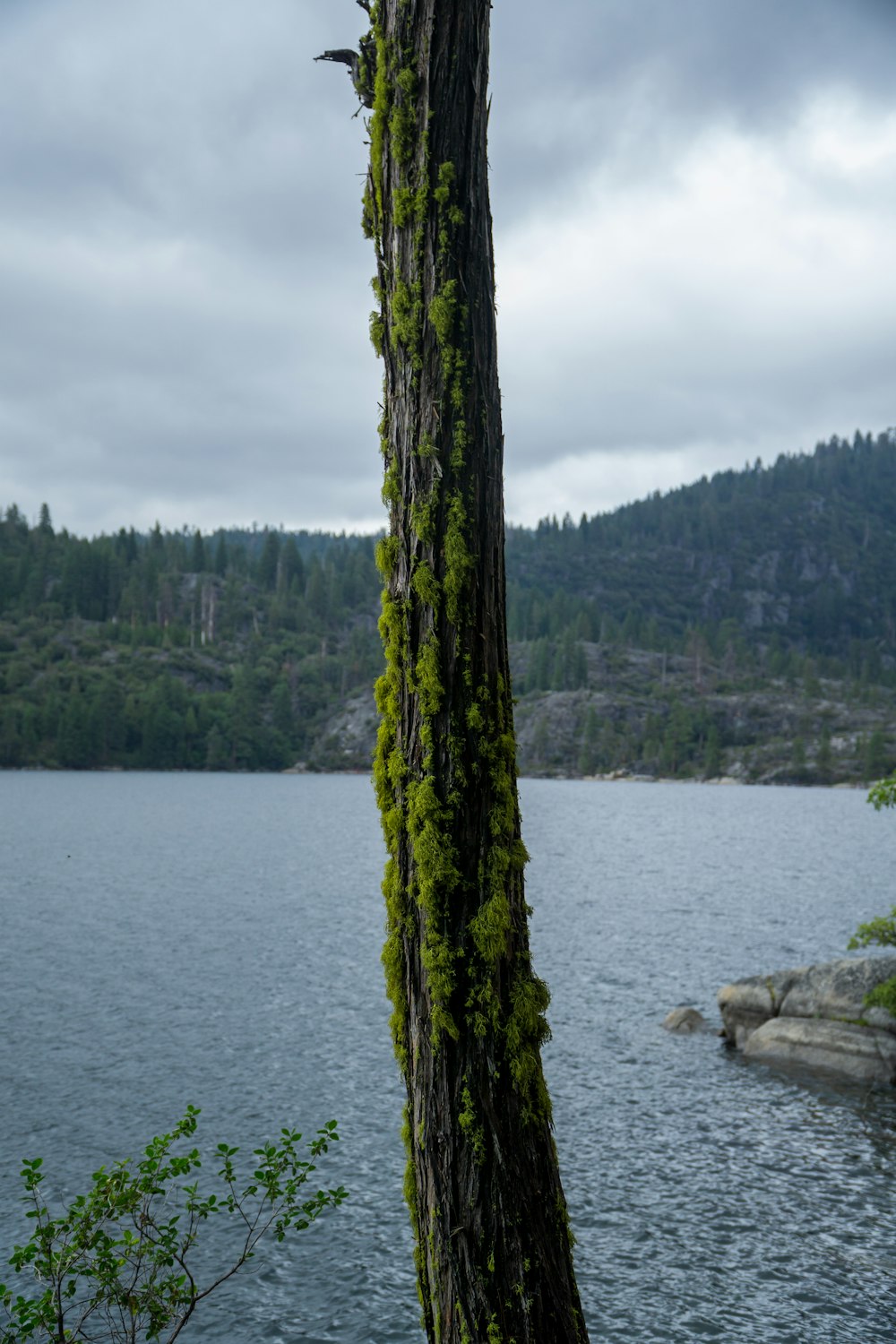 a tree that is next to a body of water
