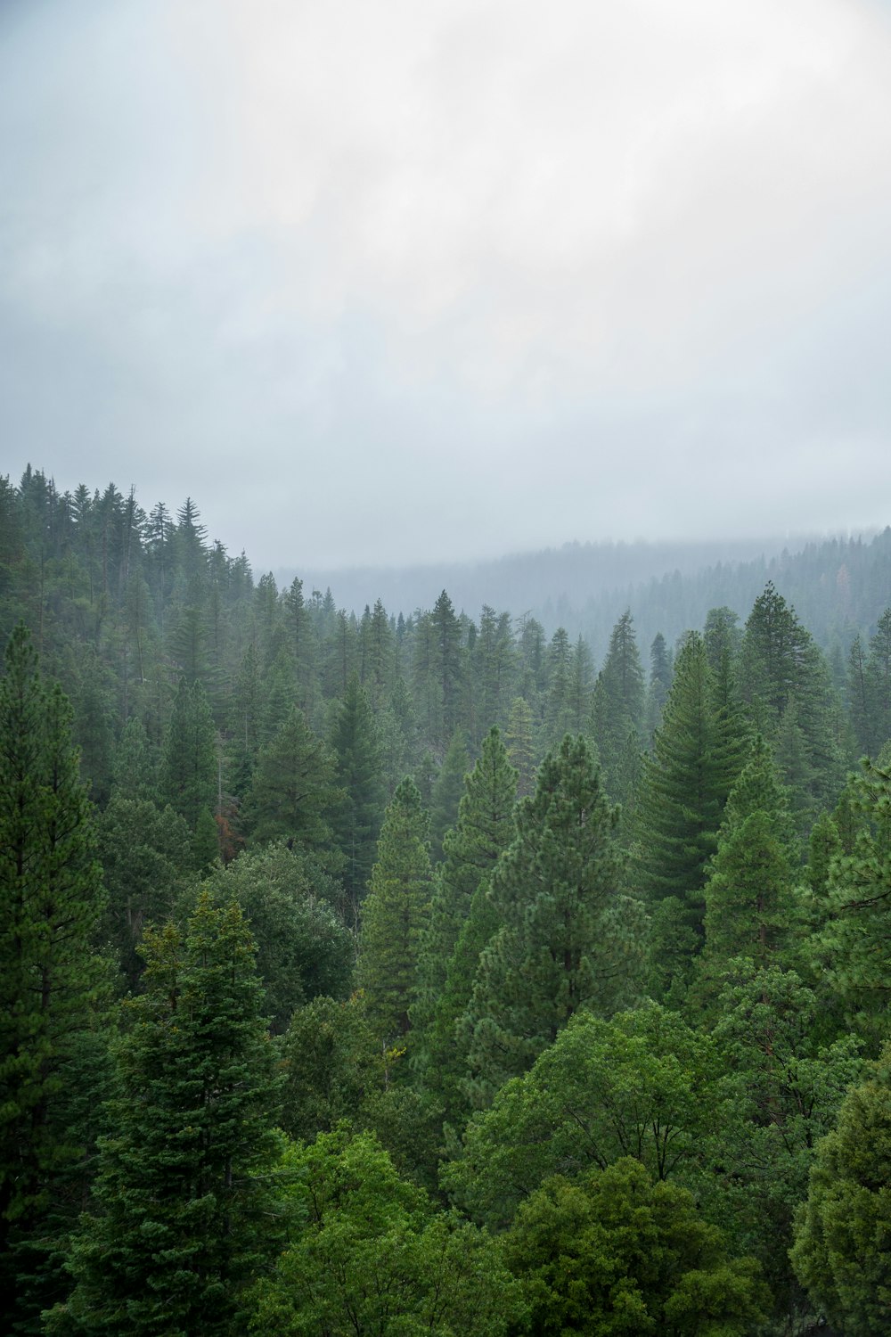 a group of trees in a forest on a cloudy day