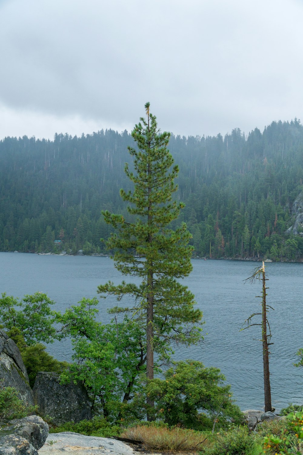 a lone pine tree stands in the foreground of a large body of water
