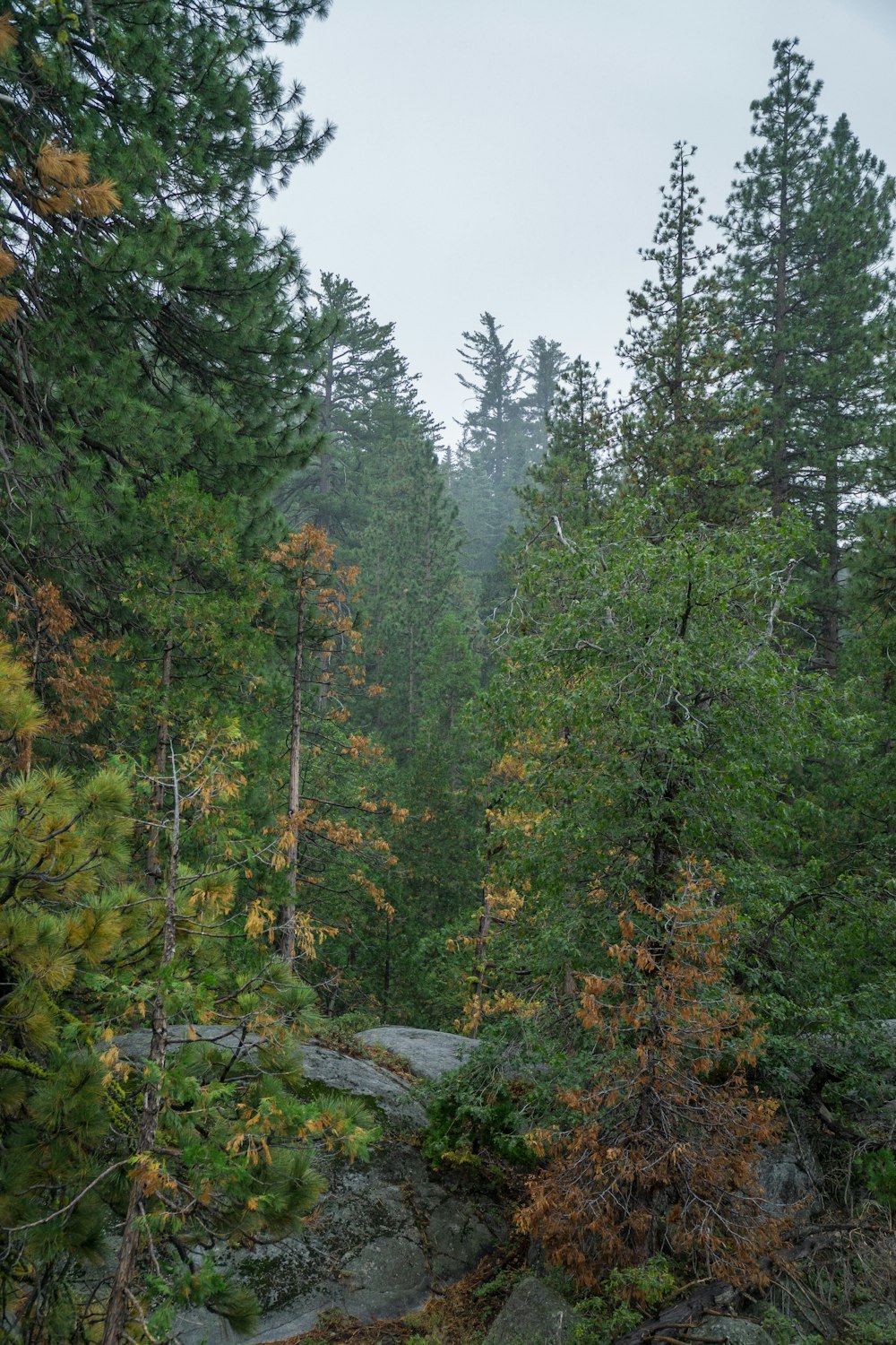 a forest filled with lots of tall trees