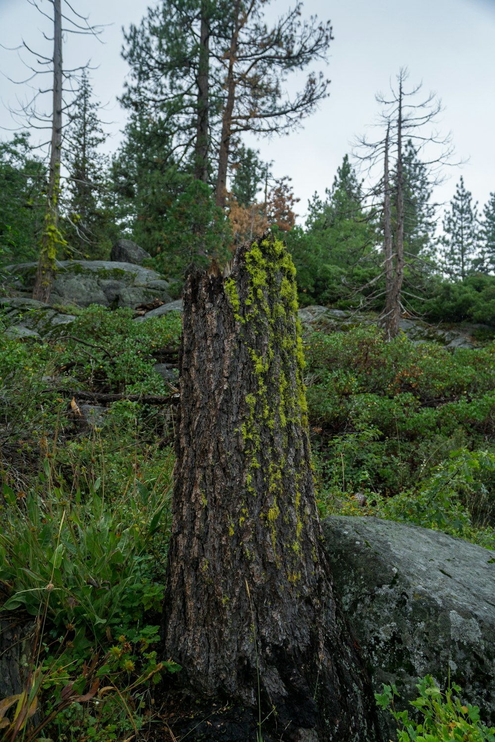 a tree stump with moss growing on it