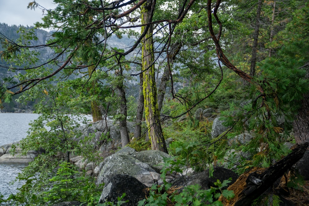 a view of a body of water through some trees