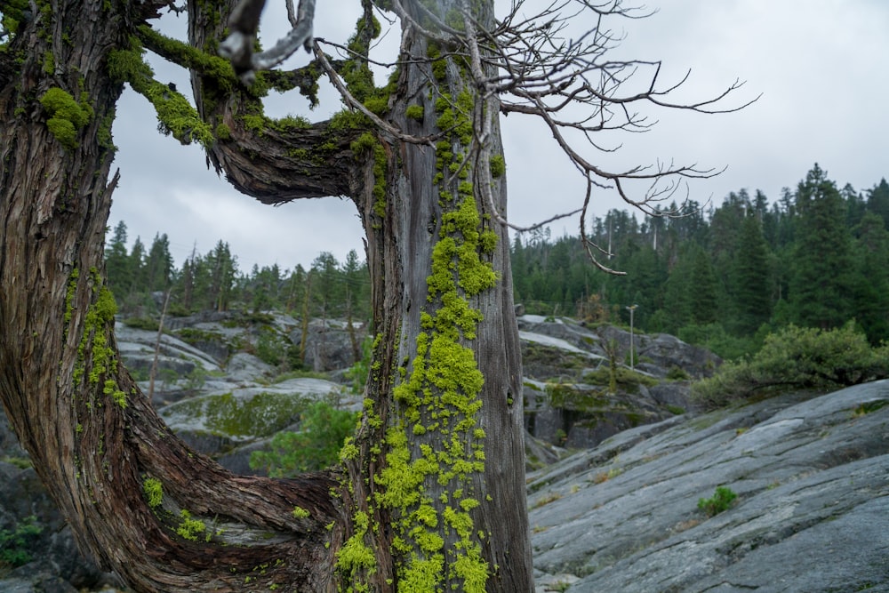 a tree with green moss growing on it
