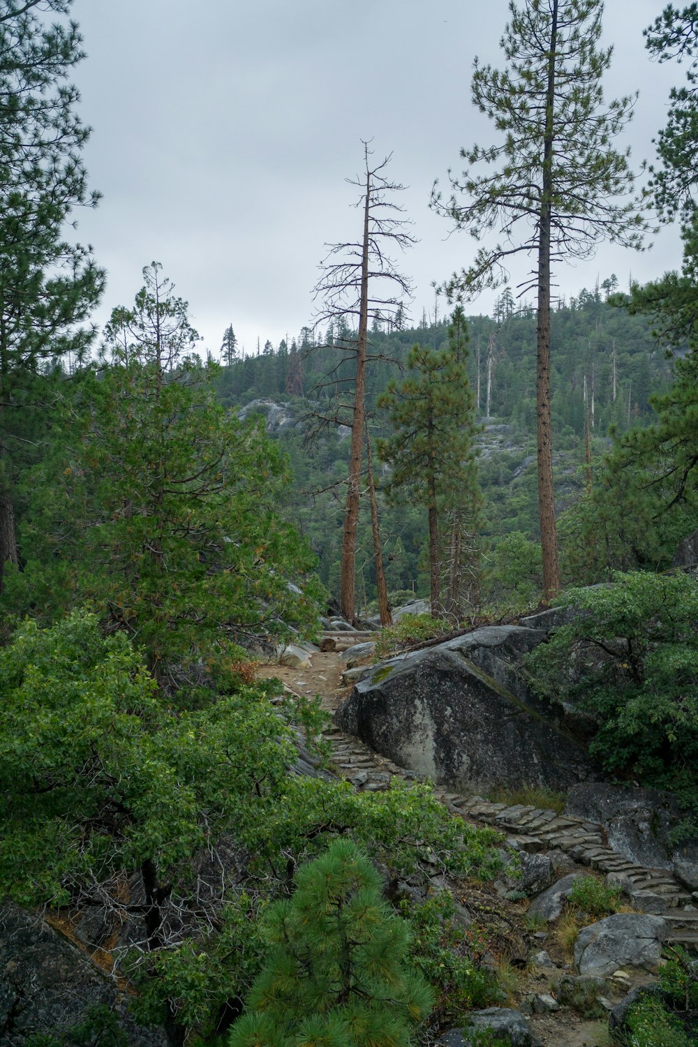 a trail in the middle of a forest on a cloudy day